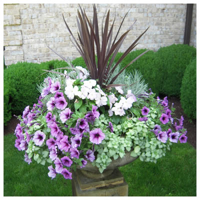 Azaleas
