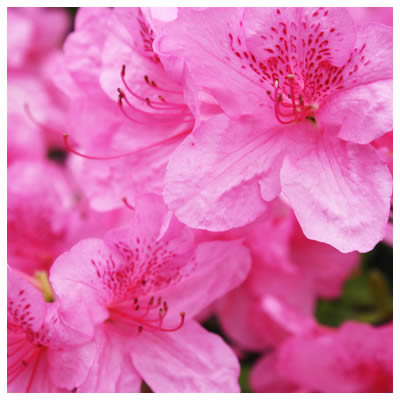 Azaleas